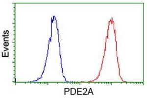 Image no. 1 for anti-phosphodiesterase 2A, CGMP-Stimulated (PDE2A) antibody (ABIN1500079) (PDE2A Antikörper)