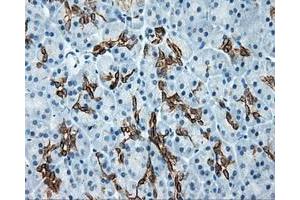 Immunohistochemical staining of paraffin-embedded colon tissue using anti-SRR mouse monoclonal antibody. (SRR Antikörper)