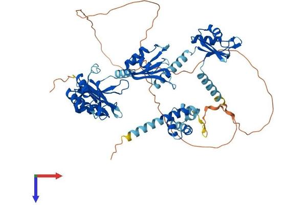 PABP Protein (AA 1-636) (His tag)