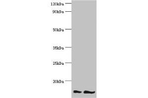 Western blot All lanes: NEDD8 antibody at 16 μg/mL Lane 1: Mouse heart tissue Lane 2: Mouse spleen tissue Secondary Goat polyclonal to rabbit IgG at 1/10000 dilution Predicted band size: 9 kDa Observed band size: 9 kDa (NEDD8 Antikörper  (AA 1-81))