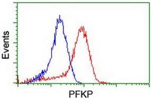 Flow cytometric Analysis of Hela cells, using anti-PFKP antibody (ABIN2455353), (Red), compared to a nonspecific negative control antibody, (Blue). (PFKP Antikörper)