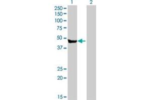 Western Blot analysis of CPA2 expression in transfected 293T cell line by CPA2 MaxPab polyclonal antibody. (Carboxypeptidase A2 Antikörper  (AA 1-417))