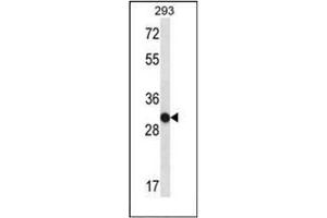 Western blot analysis of OR4K14 Antibody (N-term) in 293 cell line lysates (35ug/lane).