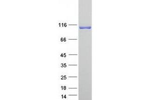 Validation with Western Blot (MAN2C1 Protein (Myc-DYKDDDDK Tag))