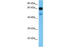 Host:  Mouse  Target Name:  FUBP1  Sample Tissue:  Mouse Kidney  Antibody Dilution:  1ug/ml
