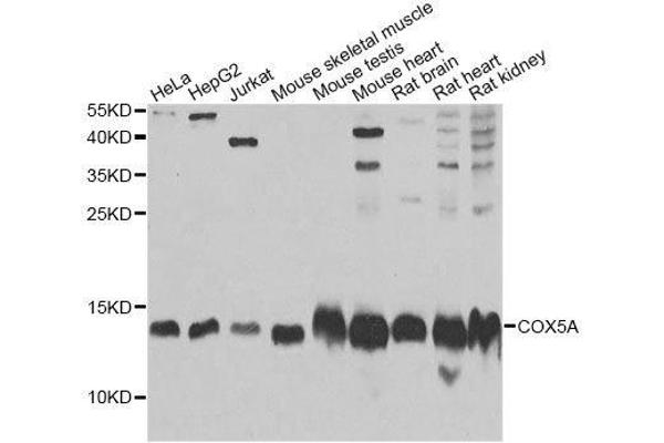 COX5A 抗体  (AA 1-150)