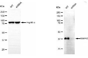 Western blotting analysis using ERK1 antibody (ABIN7799454). (ERK1 Antikörper)