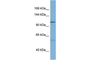 WB Suggested Anti-DNAJC10  Antibody Titration: 0. (DNAJC10 Antikörper  (N-Term))