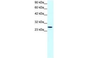 Image no. 1 for anti-Claudin 13 (CLDN13) (C-Term) antibody (ABIN202071) (Claudin 13 (CLDN13) (C-Term) Antikörper)
