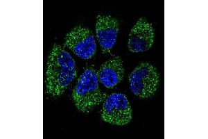 Confocal immunofluorescent analysis of TNFRSF11B Antibody (Center) (ABIN657660 and ABIN2846654) with NCI- cell followed by Alexa Fluor 488-conjugated goat anti-rabbit lgG (green).