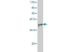 Western Blot detection against Immunogen (35.