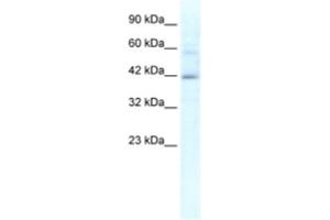 Western Blotting (WB) image for anti-Potassium Channel Tetramerisation Domain Containing 10 (KCTD10) antibody (ABIN2461138)