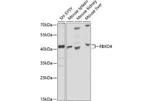 Western blot analysis of extracts of various cell lines, using FBXO4 antibody (ABIN6130382, ABIN6140525, ABIN6140526 and ABIN6225310) at 1:1000 dilution. (FBXO4 Antikörper  (AA 138-387))