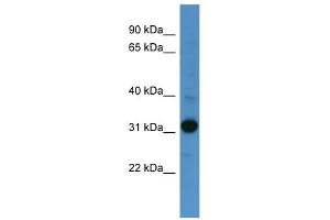 WB Suggested Anti-NANOG Antibody Titration:  0. (Nanog Antikörper  (Middle Region))