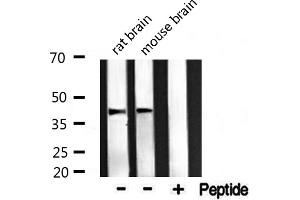 Western blot analysis of extracts from rat and mouse brain ，using Maf antibody. (MAF Antikörper  (C-Term))