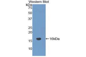 Western Blotting (WB) image for anti-NOTCH-Regulated Ankyrin Repeat Protein (NRARP) (AA 3-109) antibody (ABIN1860048)