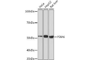 Western blot analysis of extracts of various cell lines, using PDI Rabbit mAb (ABIN7269615) at 1:1000 dilution. (PDIA6 Antikörper)