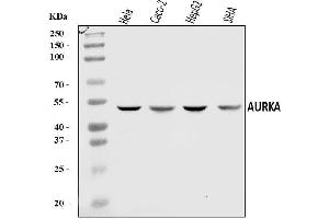 Western blot analysis of Aurora A/AURKA using anti-Aurora A/AURKA antibody (ABIN7599581).