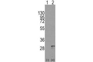 Western blot analysis of SCF antibody and 293 cell lysate either nontransfected (Lane 1) or transiently transfected with the KITLG gene (2).