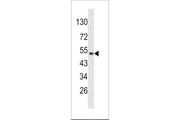 PLEKHO1 Antikörper  (N-Term)