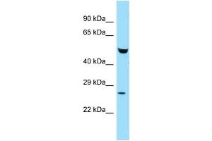 WB Suggested Anti-Faf2 Antibody Titration: 1. (FAF2 Antikörper  (N-Term))