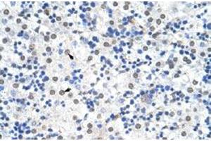 Immunohistochemical staining (Formalin-fixed paraffin-embedded sections) of human liver with IKZF3 polyclonal antibody  at 4-8 ug/mL working concentration. (IKZF3 Antikörper  (N-Term))