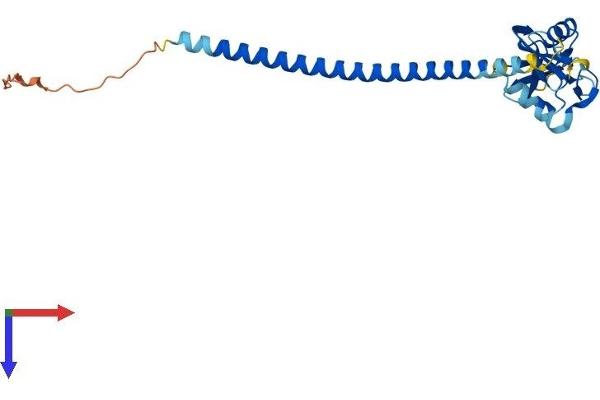 CLEC9A Protein (AA 1-238) (His tag)