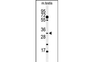 Western blot analysis of hOBEC3B 1353a in mouse testis tissue lysates (35 μg/lane). (APOBEC3B Antikörper  (C-Term))