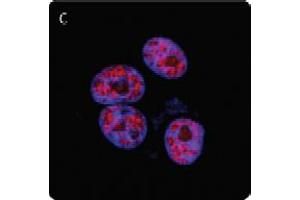 Image no. 2 for anti-Poly (ADP-Ribose) Polymerase 1 (PARP1) (N-Term) antibody (ABIN307559) (PARP1 Antikörper  (N-Term))