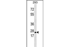 ABAD Antibody  (ABIN390286 and ABIN2850545) western blot analysis in 293 cell line lysates (35 μg/lane). (HSD17B10 Antikörper  (C-Term))