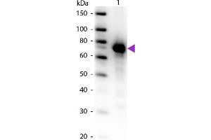 Western Blot of Biotin conjugated Rabbit Anti-Transferrin primary antibody. (Transferrin Antikörper  (Biotin))