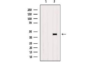 Western blot analysis of extracts from B16F10, using PRLHR Antibody. (PRLHR Antikörper  (Internal Region))