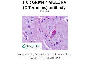 Image no. 1 for anti-Glutamate Receptor, Metabotropic 4 (GRM4) (C-Term) antibody (ABIN1735271) (Metabotropic Glutamate Receptor 4 Antikörper  (C-Term))