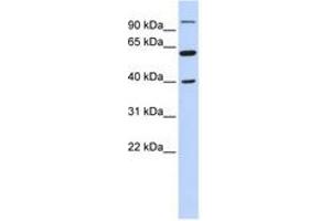 Image no. 1 for anti-Leucine Zipper-EF-Hand Containing Transmembrane Protein 2 (LETM2) (N-Term) antibody (ABIN6741164) (LETM2 Antikörper  (N-Term))
