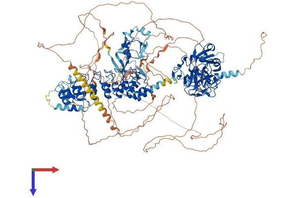 EHMT2 Protein (AA 1-1263) (His tag)