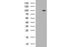 Image no. 1 for anti-ATR Interacting Protein (ATRIP) (AA 42-309) antibody (ABIN1491509) (ATRIP Antikörper  (AA 42-309))