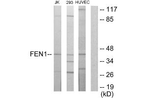 Western blot analysis of extracts from Jurkat cells, 293 cells and HUVEC cells, using FEN1 antibody. (FEN1 Antikörper  (Internal Region))