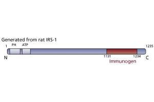 Image no. 3 for anti-Insulin Receptor Substrate 1 (IRS1) (AA 1131-1234) antibody (ABIN968515) (IRS1 Antikörper  (AA 1131-1234))