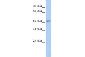 Image no. 1 for anti-Spermatogenesis and Oogenesis Specific Basic Helix-Loop-Helix 1 (SOHLH1) (AA 179-228) antibody (ABIN6742670) (SOHLH1 Antikörper  (AA 179-228))