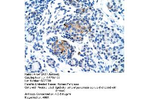 Human Pancreas (P2RX1 Antikörper  (Middle Region))