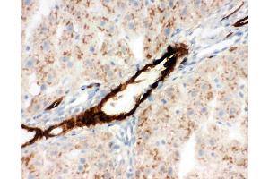 Anti-Adiponectin antibody, IHC(F): Rat Liver Tissue