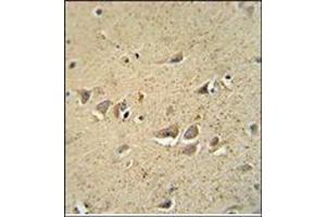 Immunohistochemistry analysis in Formalin Fixed, Paraffin Embedded Human brain tissue stained with SCN1B Antibody (N-term) followed by peroxidase conjugation of the secondary antibody and DAB staining. (SCN1B Antikörper  (N-Term))