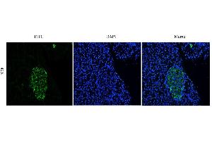 Immunofluorescent staining of rat pancreas using anti-CEA antibody   Formaldehyde-fixed rat pancreas slices were stained with  at 5 µg/ml and detected with a FITC-conjugated secondary antibody. (Rekombinanter CEACAM5 (Arcitumomab Biosimilar) Antikörper)