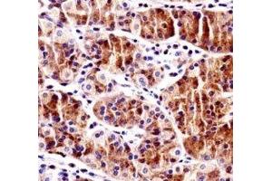 RBPJ antibody immunohistochemistry analysis in formalin fixed and paraffin embedded human stomach tissue. (RBPJ Antikörper  (AA 1-29))