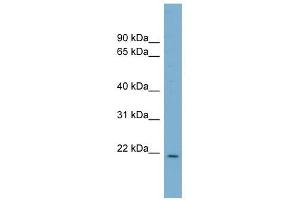 CUTA antibody used at 1 ug/ml to detect target protein. (CUTA Antikörper)