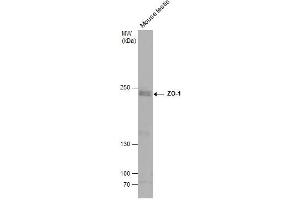 WB Image Mouse tissue extract (50 μg) was separated by 5% SDS-PAGE, and the membrane was blotted with ZO-1 antibody [N1N2], N-term , diluted at 1:500. (TJP1 Antikörper  (N-Term))