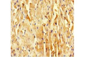 Immunohistochemistry of paraffin-embedded human heart tissue using ABIN7169521 at dilution of 1:100 (SCOC Antikörper  (AA 1-121))