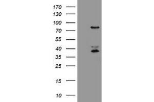 Image no. 1 for anti-Host Cell Factor C2 (HCFC2) antibody (ABIN1498604) (HCFC2 Antikörper)