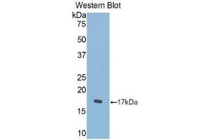 Western Blotting (WB) image for anti-Lactotransferrin (LTF) (AA 550-668) antibody (ABIN1078263)