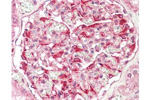 Anti-ZFYVE21 antibody IHC staining of human kidney. (ZFYVE21 Antikörper  (N-Term))
